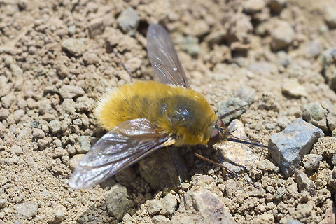 Beefly perhaps Systoechus sp. Geotagged,Grasshopper Bee Fly,Summer,Systoechus vulgaris,United States