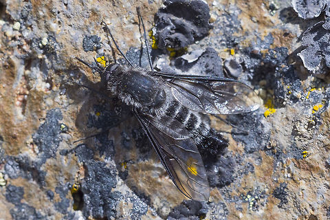 Black and white striped beefly this area was swarming with flying things... *most* of them weren't biting so it made for a fascinating place to chase around bugs, though slightly uncomfortable to eat lunch at :p - I only managed to catch a few of them resting. There was a very large bee fly with spots on it's wings that wouldn't let me get anywhere close.

just in from BugGuide - Thevenetimyia sp.  Geotagged,Summer,United States