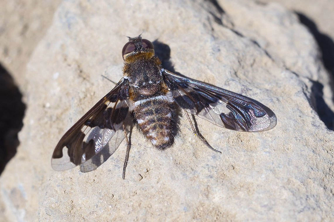 Exoprosopa dorcadion relatively "easy" to identify as the patterns on these guys wings very much define their species with little variation between individuals - you just have to be sure the pattern is really an exact match, as there are 40 some species to compare and the differences can be subtle.  Exoprosopa dorcadion,Geotagged,Summer,United States