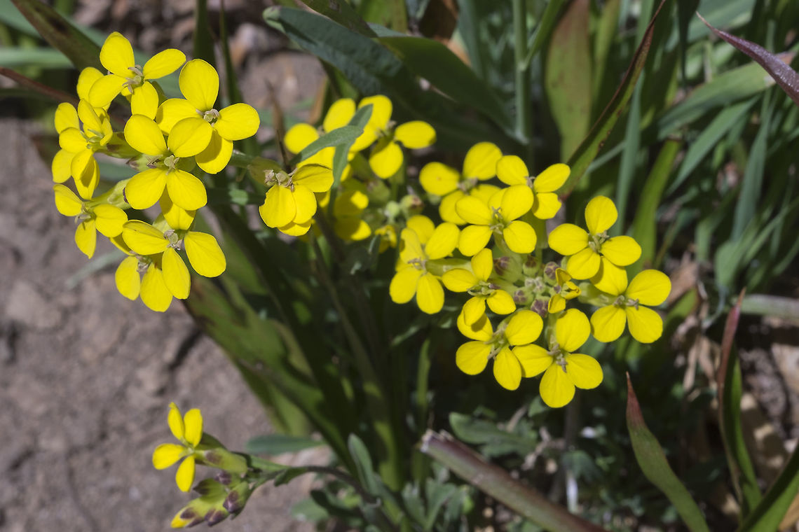 Cascade wallflower  Cascade wallflower,Erysimum arenicola,Geotagged,Summer,United States