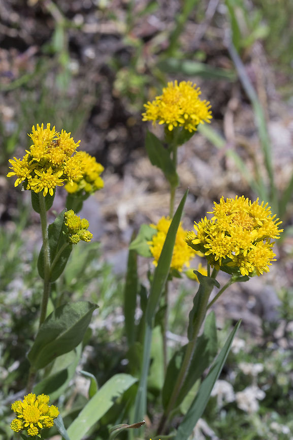 dwarf goldenrod  Dwarf Goldenrod,Geotagged,Summer,United States,solidago simplex