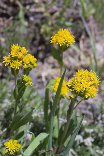 dwarf goldenrod Dwarf Goldenrod,Geotagged,Summer,United States,solidago simplex
