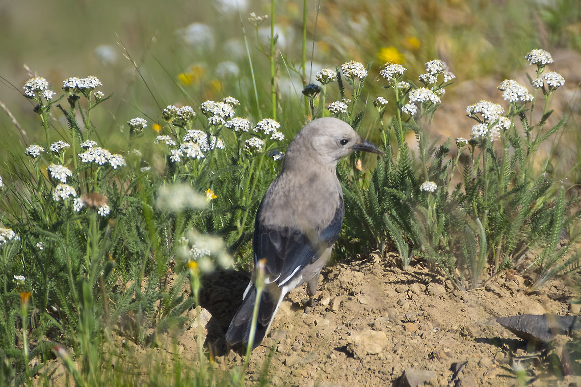 Clark's nutcracker despite it's name, this one was hunting grasshoppers.  Clark's nutcracker,Geotagged,Nucifraga columbiana,Summer,United States
