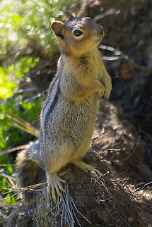 Curious cascade golden mantled ground squirrel he just couldn't resist stopping for a chat Callospermophilus saturatus,Cascade golden-mantled ground squirrel