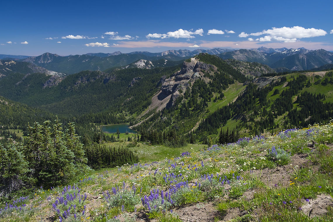 Bullion basin The view from the ridge on the trail where all this trip&#039;s flowers came from :) Geotagged,Lupinus latifolius,Summer,United States