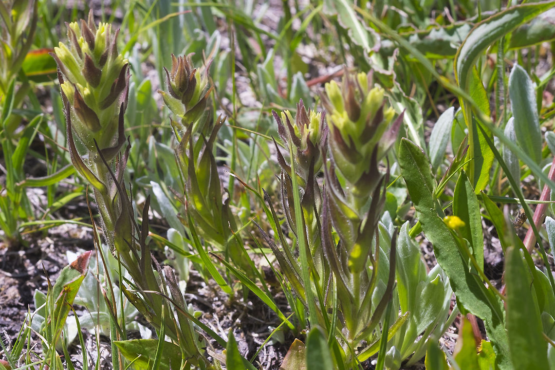 Obscure indian paintbrush  Castilleja cryptantha,Castilleja occidentalis,Geotagged,Obscure indian paintbrush,Summer,United States