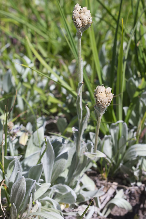 woolly pussytoes  Antennaria lanata,Geotagged,Summer,United States,Woolly pussytoes