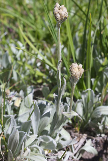 woolly pussytoes  Antennaria lanata,Geotagged,Summer,United States,Woolly pussytoes
