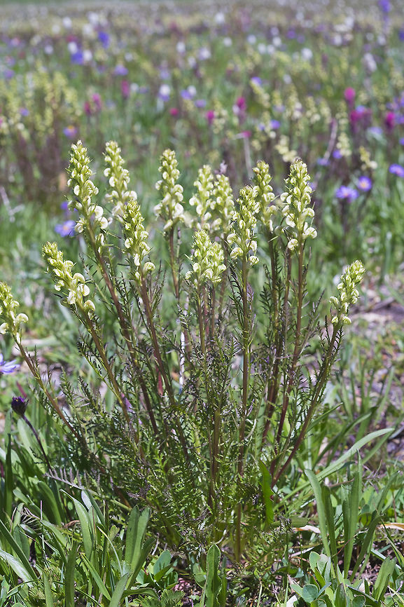 coiled lousewort  Geotagged,Pedicularis contorta,Summer,United States
