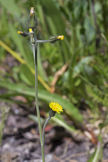 Wooly hawkweed  Geotagged,Hieracium triste,Summer,United States,Woolly hawkweed