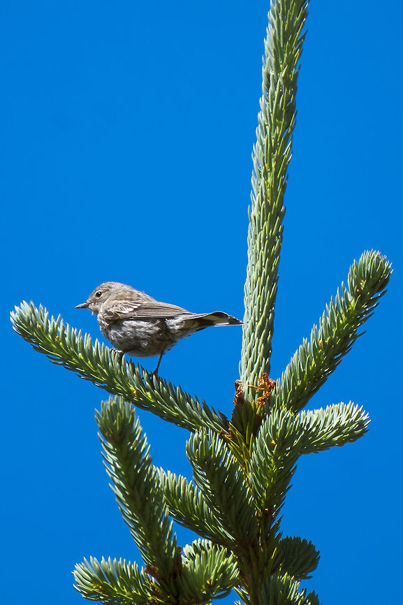 Yellow-rumped warbler  Geotagged,Setophaga coronata,Summer,United States,Yellow-rumped warbler