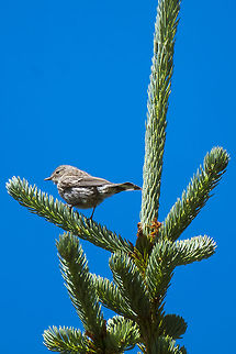Yellow-rumped warbler  Geotagged,Setophaga coronata,Summer,United States,Yellow-rumped warbler