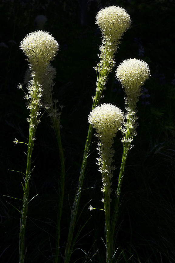 Beargrass with quite dramatic lighting Geotagged,Summer,United States,Xerophyllum tenax