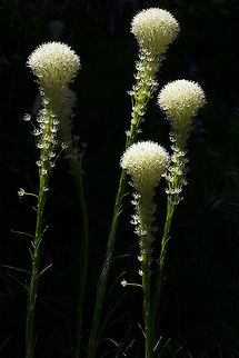 Beargrass with quite dramatic lighting Geotagged,Summer,United States,Xerophyllum tenax