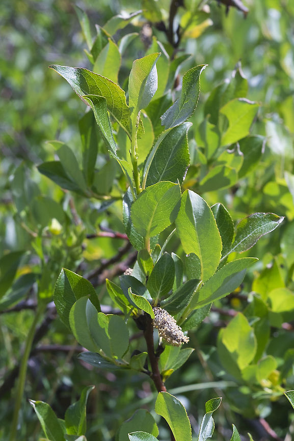Booth's willow Though you&#039;d think of willow&#039;s as trees or larger shrubs, these ones were growing very low and small, as they are covered with heavy snow for a large part of the year. Geotagged,Salix boothii,Summer,United States