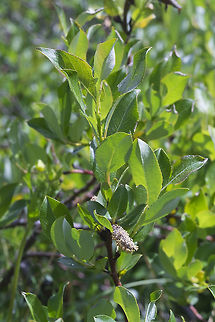 Booth's willow Though you'd think of willow's as trees or larger shrubs, these ones were growing very low and small, as they are covered with heavy snow for a large part of the year. Geotagged,Salix boothii,Summer,United States