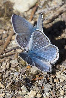 Boisduvals Blue  Aricia icarioides,Boisduvals Blue,Geotagged,Summer,United States