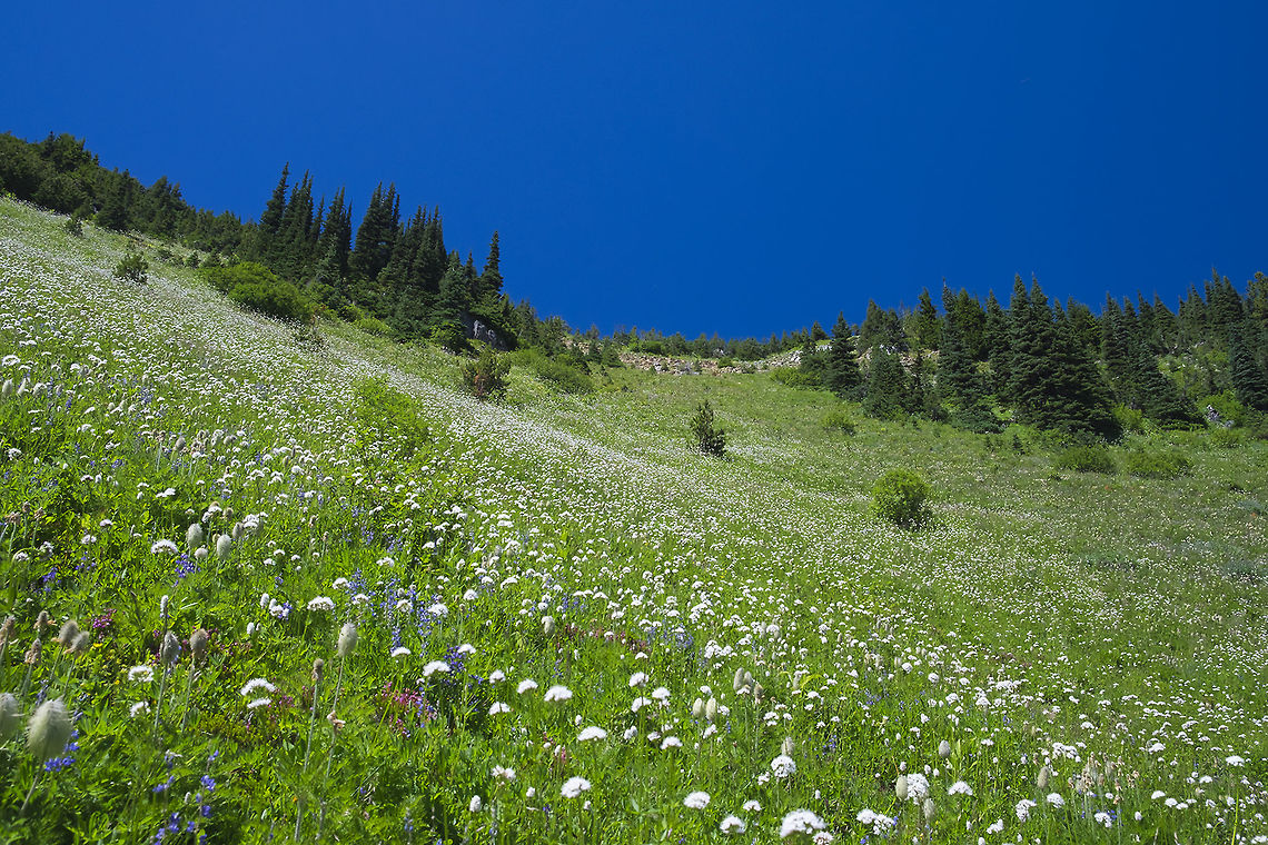 Sitka valerian most of the white  - but also present lupine, pasqueflower and bistort among others. Geotagged,Sitka valerian,Summer,United States,Valeriana sitchensis