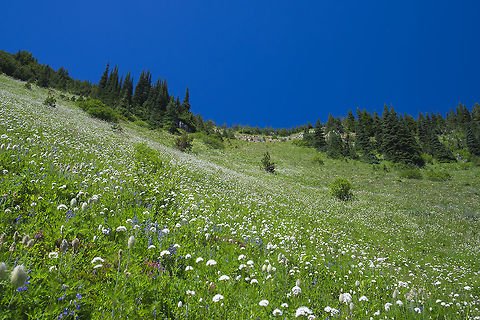 Sitka valerian most of the white  - but also present lupine, pasqueflower and bistort among others. Geotagged,Sitka valerian,Summer,United States,Valeriana sitchensis