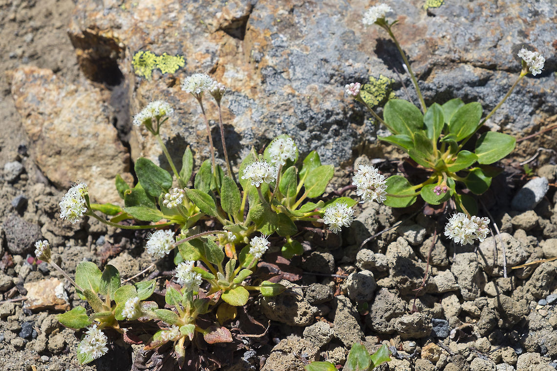 Shasta buckwheat  Eriogonum pyrolifolium,Geotagged,Summer,United States