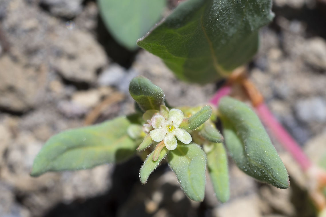 Davis' knotweed  Aconogonon davisiae,Geotagged,Summer,United States