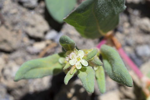 Davis' knotweed Aconogonon davisiae,Geotagged,Summer,United States