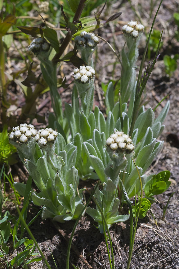 Woolly pussytoes  Antennaria lanata,Geotagged,Summer,United States,Woolly pussytoes