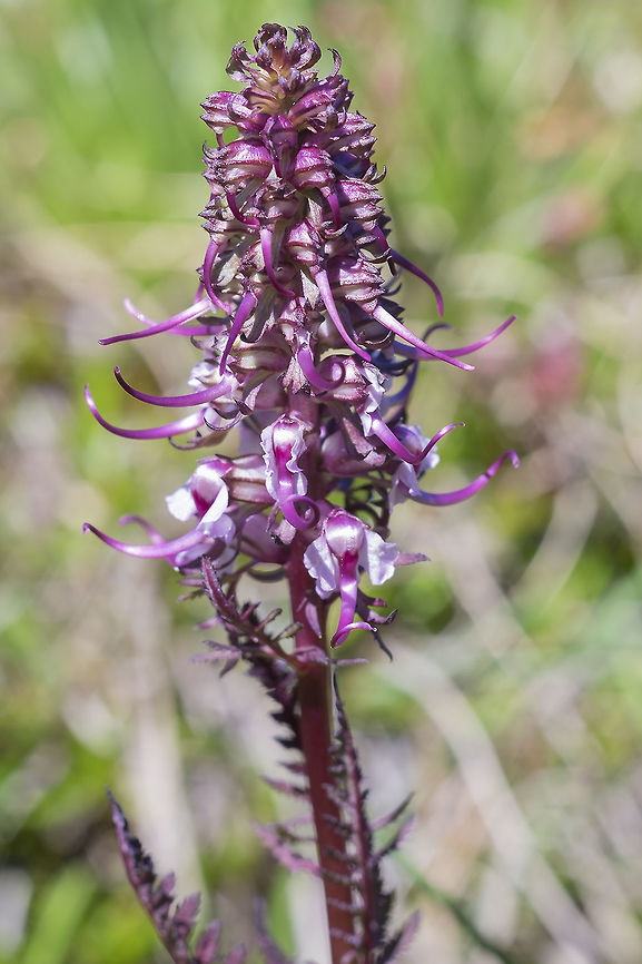 Elephant's head lousewort  Elephant's head lousewort,Geotagged,Pedicularis groenlandica,Summer,United States