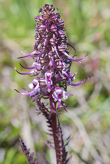 Elephant's head lousewort  Elephant's head lousewort,Geotagged,Pedicularis groenlandica,Summer,United States
