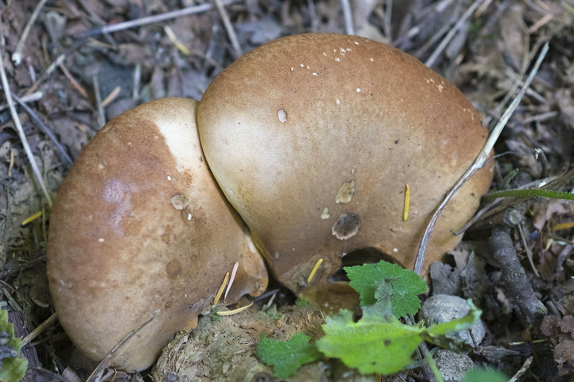Brown oyster mushrooms  Geotagged,Summer,United States