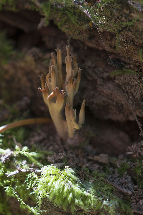 ramaria sp.  Geotagged,Summer,United States