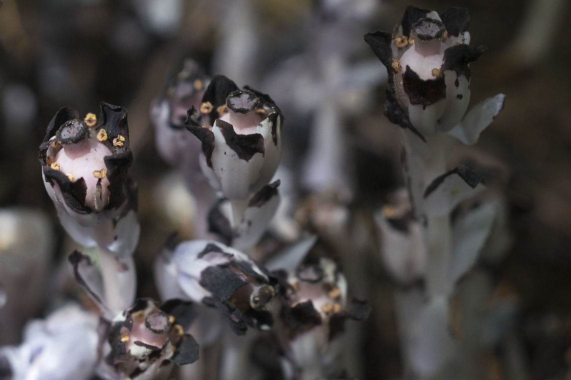 ghost plant flowers  Geotagged,Ghost Plant,Monotropa uniflora,Summer,United States