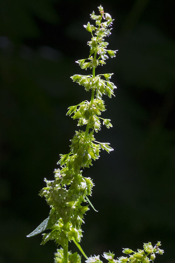 Bitter dock  Broad-leaved dock,Geotagged,Rumex obtusifolius,Summer,United States
