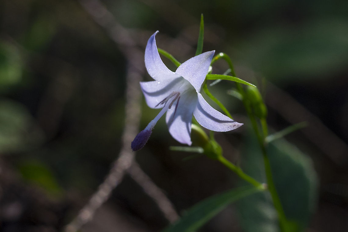 pale bell flower  Campanula scouleri,Geotagged,Pale Bellflower,Summer,United States