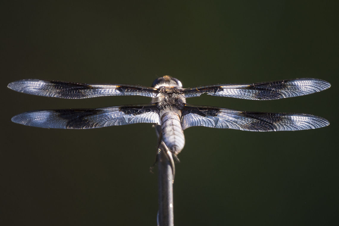 8 spotted skimmer  Geotagged,Libellula forensis,Summer,United States,eight-spotted skimmer