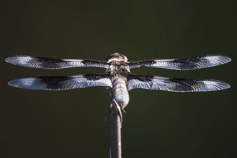 8 spotted skimmer  Geotagged,Libellula forensis,Summer,United States,eight-spotted skimmer