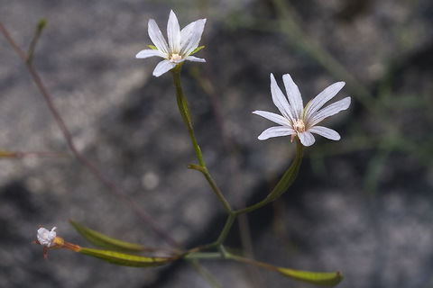 Epilobium brachycarpum not having much luck finding these - I would guess they are most likely introduced as they were found in a weedy area next to a road. Epilobium brachycarpum,Geotagged,Summer,United States