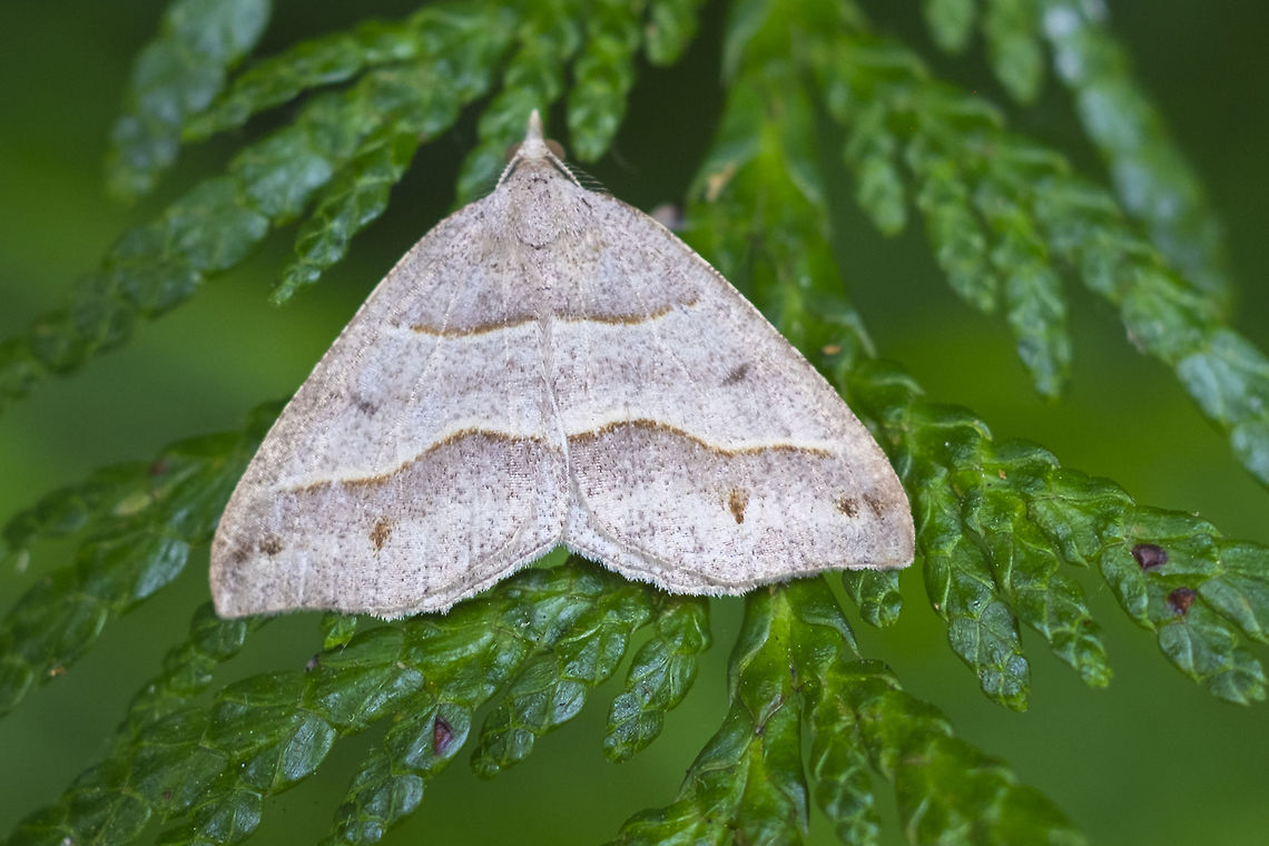 Lorquin's Angle there&#039;s always something new to see... found when I took a walk to kill time while waiting for my car to have it&#039;s oil changed..  Geotagged,Lorquin's Angle,Speranza lorquinaria,Summer,United States,moth week 2018