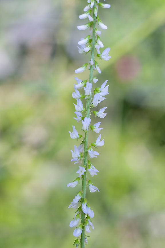 White sweet clover  Geotagged,Melilotus albus,Summer,United States