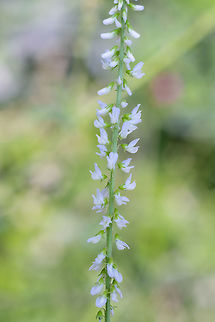 White sweet clover  Geotagged,Melilotus albus,Summer,United States