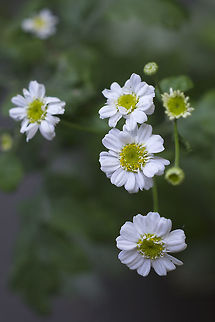 feverfew  Geotagged,Summer,Tanacetum parthenium,United States,feverfew