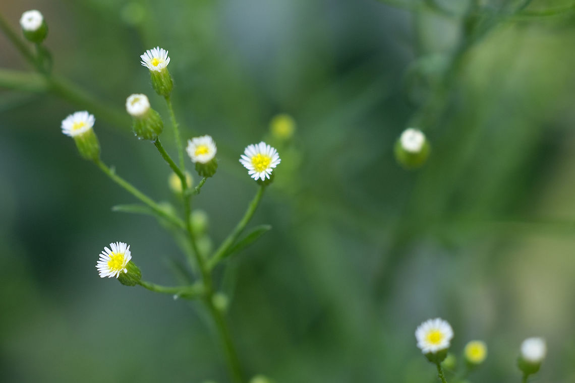 Canadian horseweed  Erigeron canadensis,Geotagged,Summer,United States