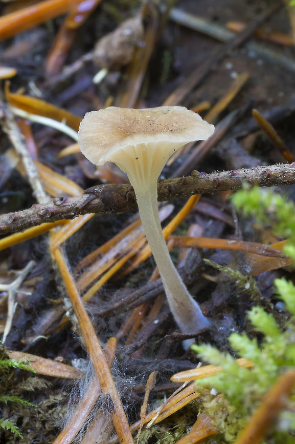 A little late appearing Lichenomphalia  Fall,Geotagged,Lichenomphalia umbellifera,United States