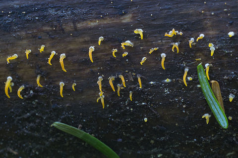 Calocera Cornea  Calocera cornea,Fall,Geotagged,United States