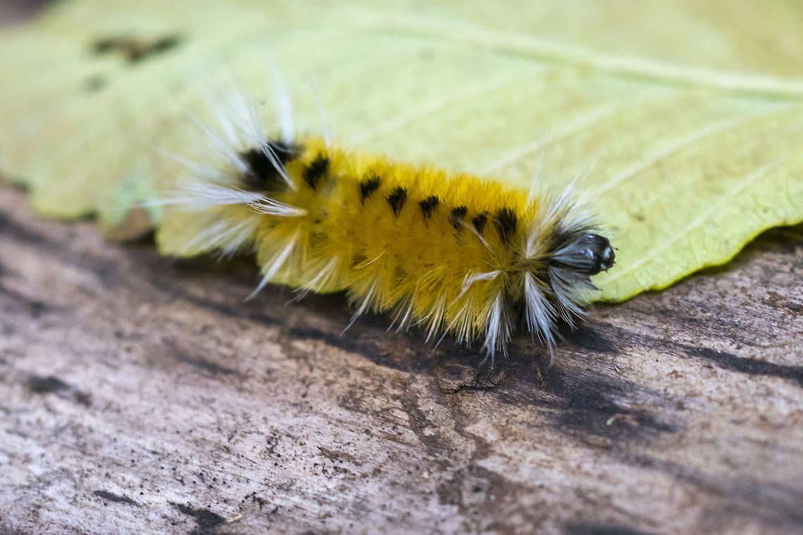 Spotted tussock moth caterpillar  Fall,Geotagged,Lophocampa maculata,Spotted Tussock Moth,United States