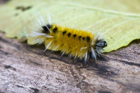 Spotted tussock moth caterpillar  Fall,Geotagged,Lophocampa maculata,Spotted Tussock Moth,United States