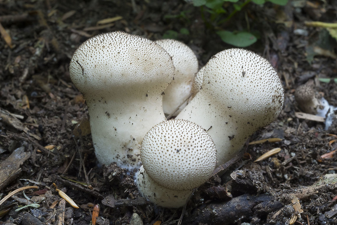 Common puffball  Fall,Geotagged,Lycoperdon perlatum,United States