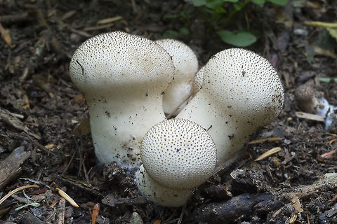 Common puffball  Fall,Geotagged,Lycoperdon perlatum,United States