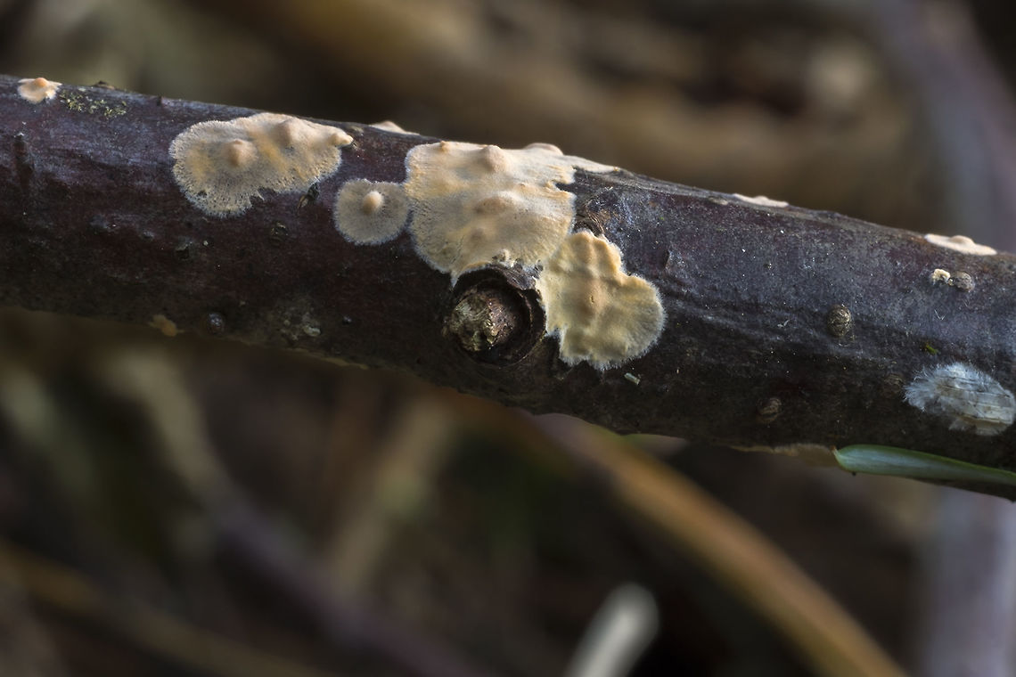 Peniophora sp. maybe Peniophora proxima  or Peniophora polygonia  Fall,Geotagged,United States
