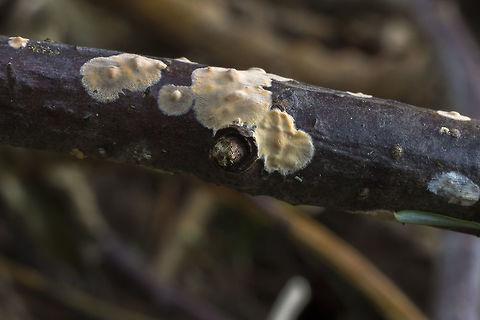 Peniophora sp. maybe Peniophora proxima  or Peniophora polygonia  Fall,Geotagged,United States